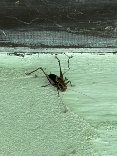 Dark Bush-cricket