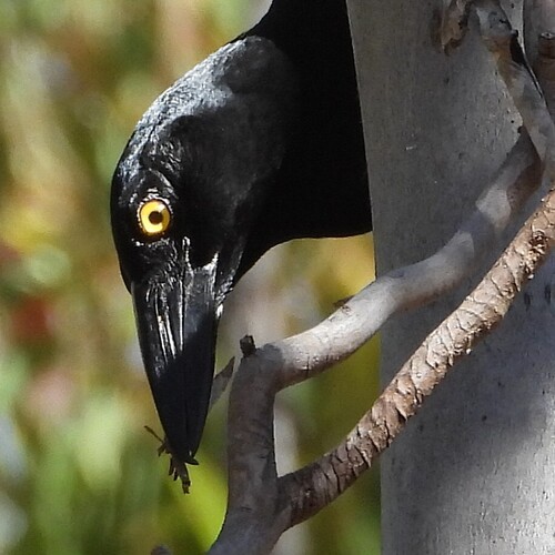 Pied Currawong