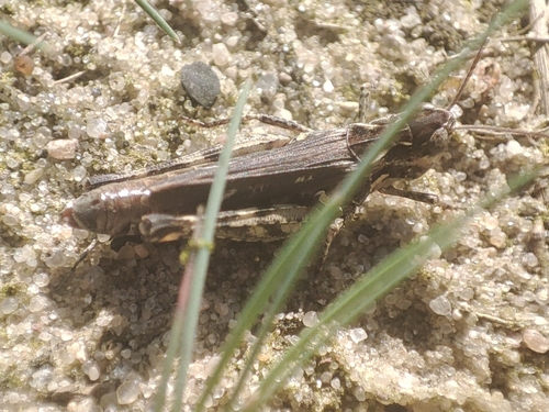 Mottled Grasshopper