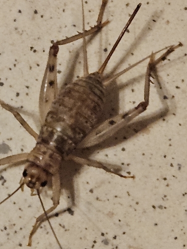 Common Crevice-cricket
