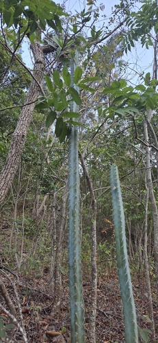 Pilosocereus pentaedrophorus pentaedrophorus