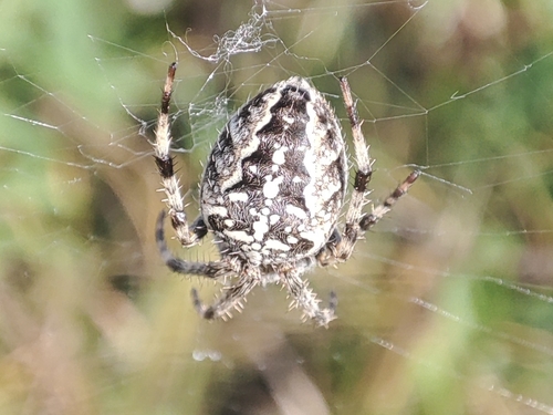 Cross Orbweaver