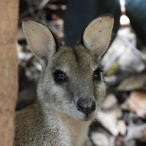 Agile Wallaby