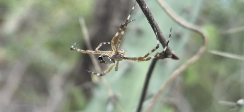 Silver Garden Orbweaver