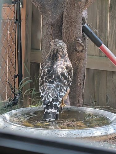 Red-shouldered Hawk