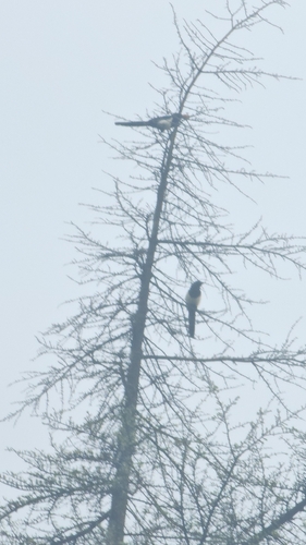 Oriental Magpie
