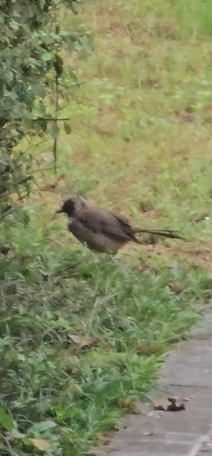 Masked Laughingthrush