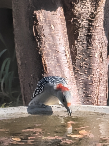 Red-bellied Woodpecker