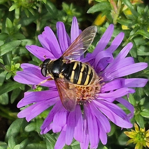 Yellow-barred Peat Hover Fly