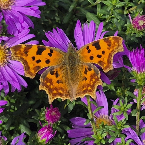 European Comma