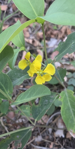 Stigmaphyllon paralias