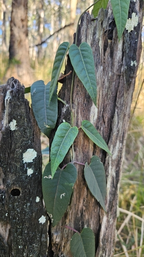 Common Silkpod