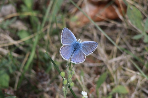 Common Blue