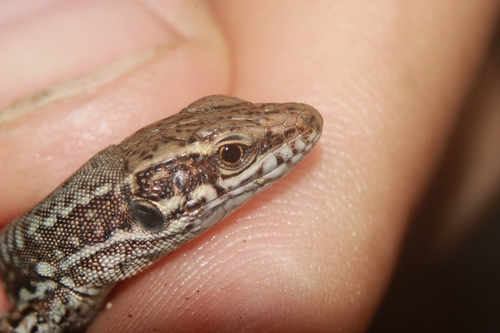 Common Wall Lizard