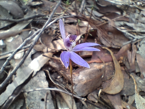 blue finger-orchid