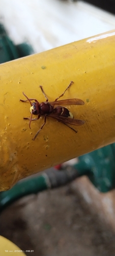 Oriental Hornet