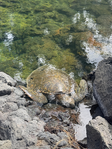 Green Sea Turtle