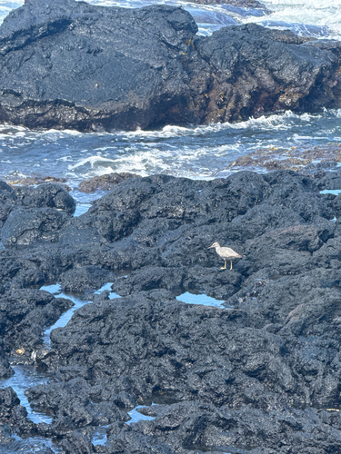 Wandering Tattler