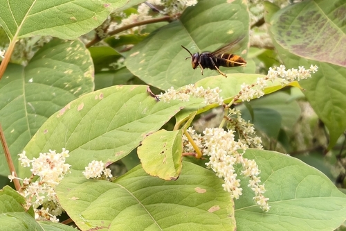 Yellow-legged Hornet