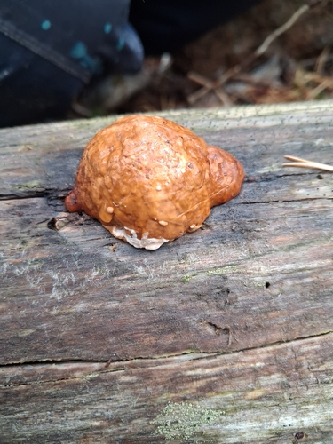 Red-banded Polypore