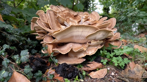 Giant Polypore