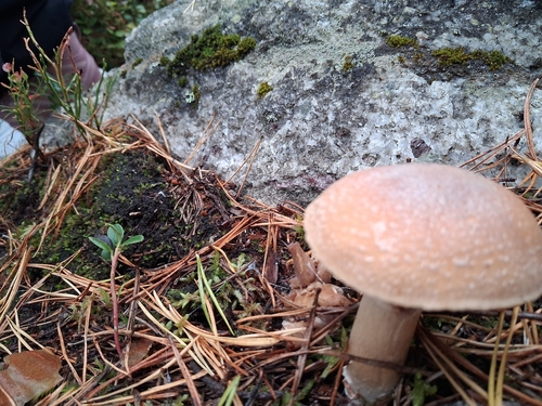 Wrinkled Cortinarius