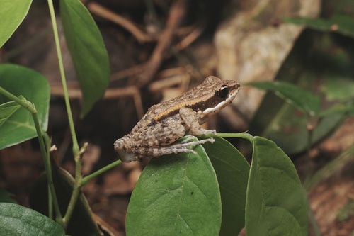 LaTouche's Frog