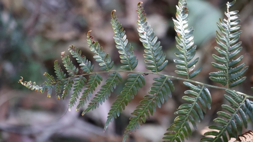 Austral Bracken