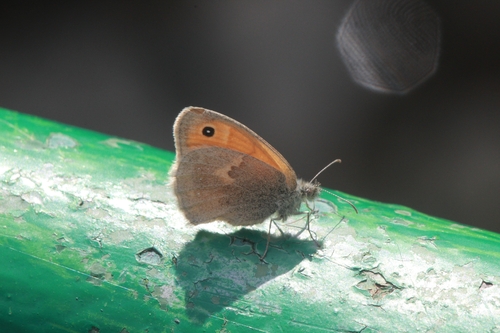 Small Heath