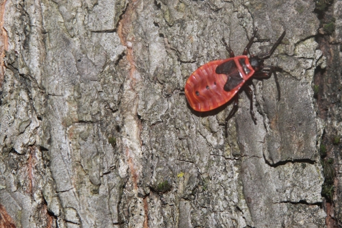 European Firebug