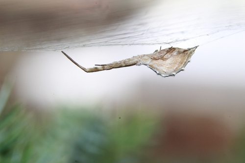 Walckenaer's Feather-legged Spider