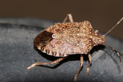 Brown Marmorated Stink Bug