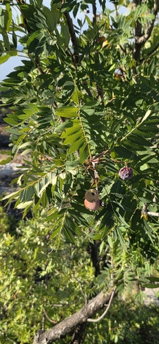 Service-tree