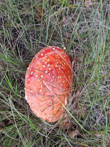 Fly Agaric