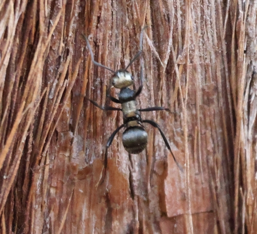 Daemel's Spiny Ant