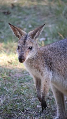 Red-necked Wallaby