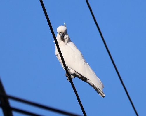 Sulphur-crested Cockatoo