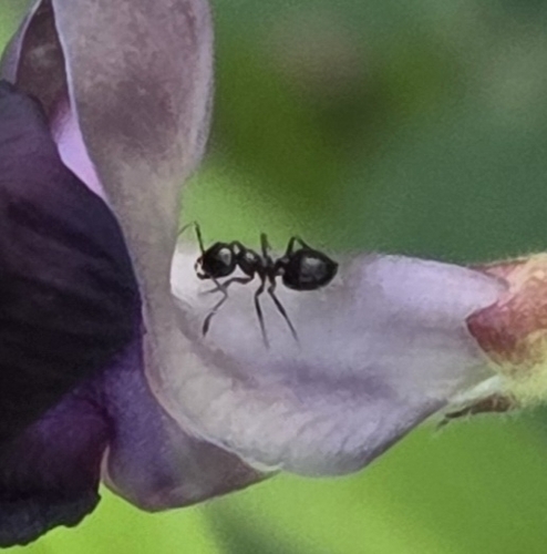 Acrobat Ants and Cocktail Ants