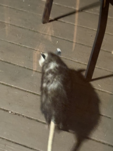 Virginia Opossum