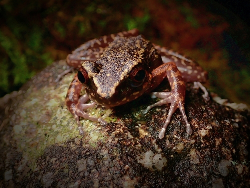 Banjaran Frog