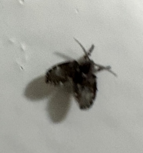 Bathroom Moth Fly