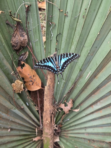 Large Striped Swordtail