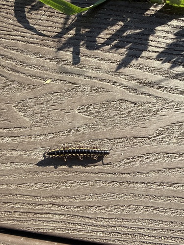 Orthomorphella pekuensis