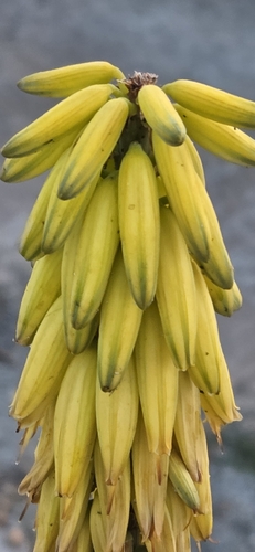 aloe vera