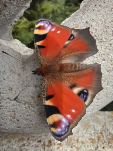European Peacock Butterfly