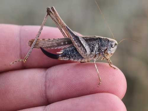 Eastern Grey Bush-cricket