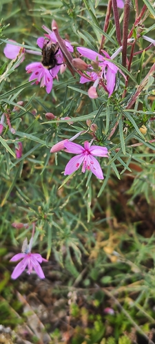 Rosemary-leaved Willowherb