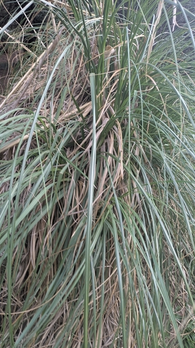 Pampas Grass