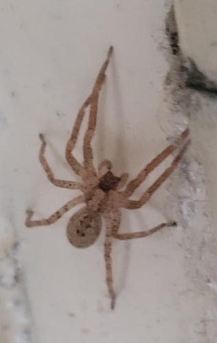 Mediterranean Spiny False Wolf Spider