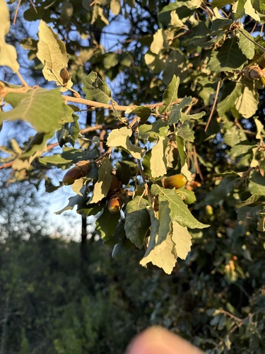 Portuguese oak